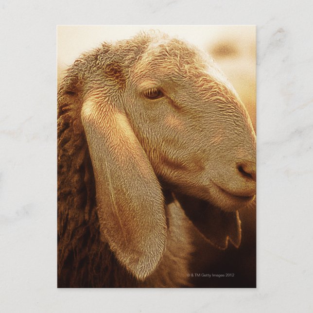 Long Eared Sheep Dolomites, Italy Postcard (Front)
