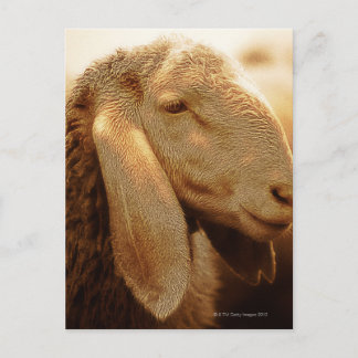 Long Eared Sheep Dolomites, Italy Postcard