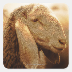Long Eared Sheep Dolomites, Italy Square Sticker