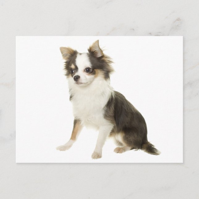 Long Hair Chihuahua Puppy Dog Post Card (Front)