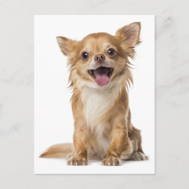 Long Hair Chihuahua Puppy Dog Post Card (Front)