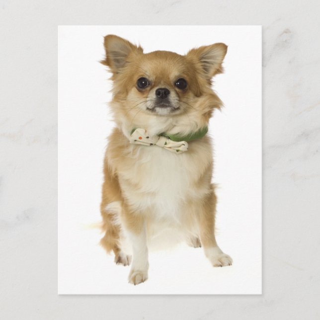 Long Hair Chihuahua Puppy Dog Post Card (Front)