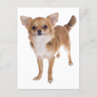 Long Hair Chihuahua Puppy Dog Post Card