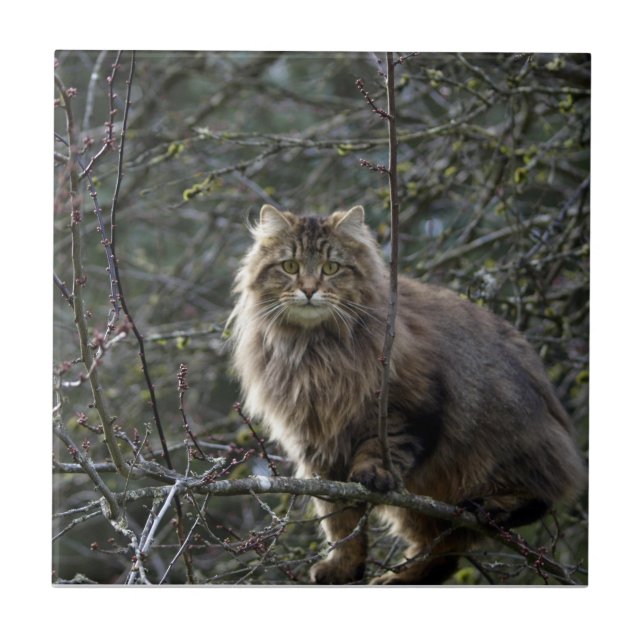 Long-hair Tabby Cat Animal Pet Tile (Front)