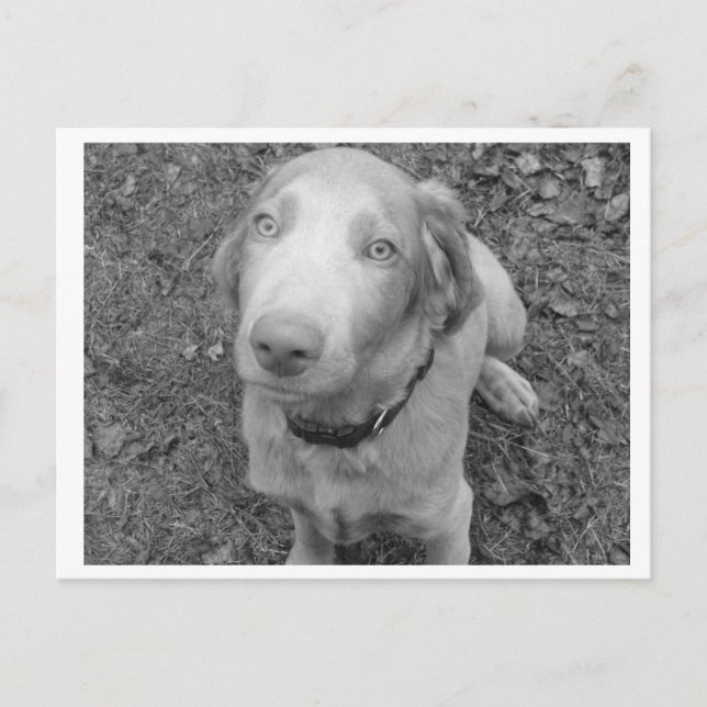 Long hair Weimaraner Postcard (Front)