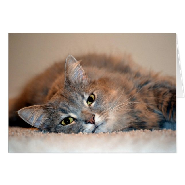 Long Haired Blue Russian Cat by Shirley Taylor (Front Horizontal)