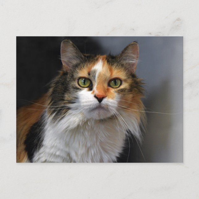 Long-haired Calico Cat Postcard (Front)