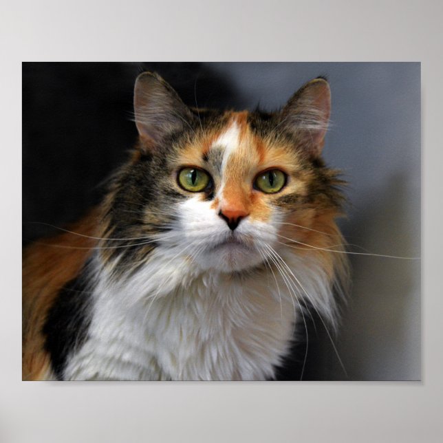 Long-Haired Calico Cat Poster (Front)