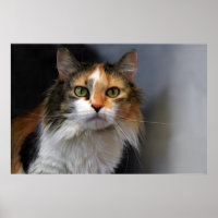 Long-Haired Calico Cat