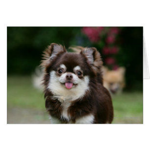 Long Haired Chihuahua Headshot 1