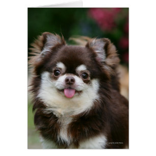 Long Haired Chihuahua Headshot 1