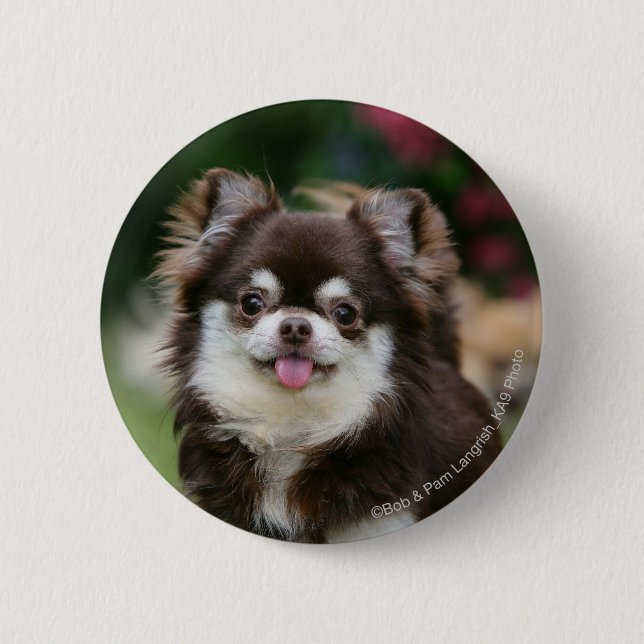 Long Haired Chihuahua Headshot 1 6 Cm Round Badge (Front)