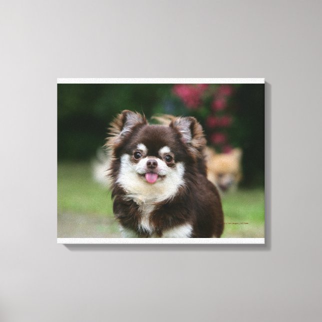 Long Haired Chihuahua Headshot 1 Canvas Print (Front)