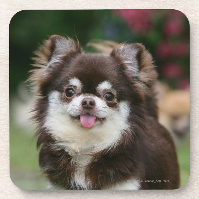 Long Haired Chihuahua Headshot 1 Coaster (Front)