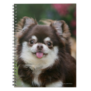 Long Haired Chihuahua Headshot 1 Notebook