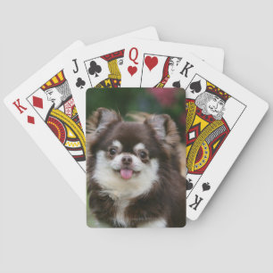 Long Haired Chihuahua Headshot 1 Playing Cards
