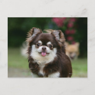 Long Haired Chihuahua Headshot 1 Postcard
