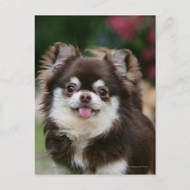 Long Haired Chihuahua Headshot 1 Postcard (Front)