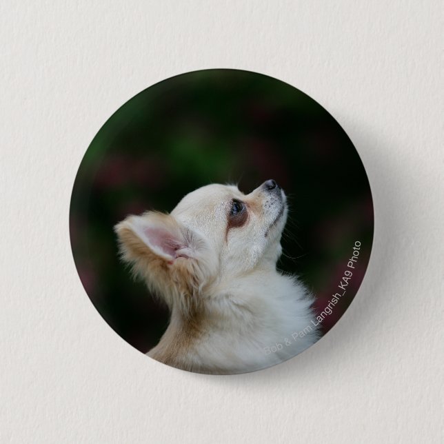 Long Haired Chihuahua Headshot 2 6 Cm Round Badge (Front)