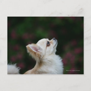 Long Haired Chihuahua Headshot 2 Postcard