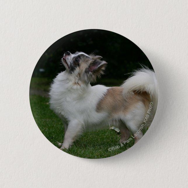 Long Haired Chihuahua Looking at Camera 6 Cm Round Badge (Front)