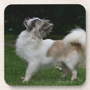 Long Haired Chihuahua Looking at Camera Coaster
