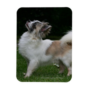 Long Haired Chihuahua Looking at Camera Magnet