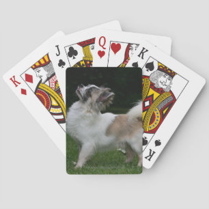 Long Haired Chihuahua Looking at Camera Playing Cards