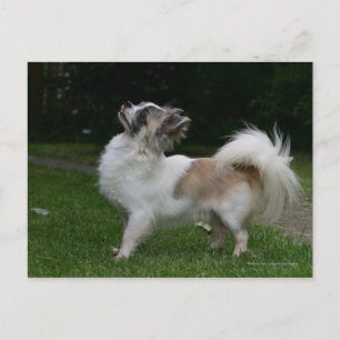 Long Haired Chihuahua Looking at Camera Postcard