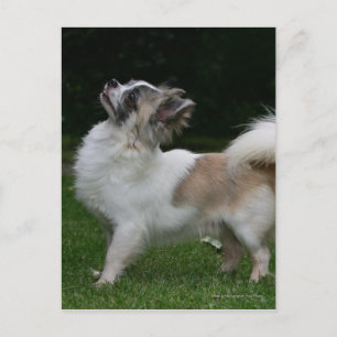 Long Haired Chihuahua Looking at Camera Postcard