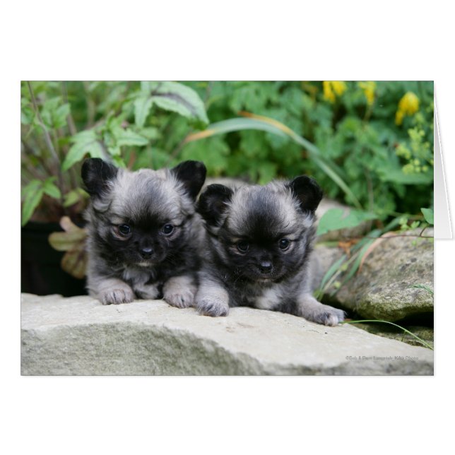 Long Haired Chihuahua Puppies (Front Horizontal)