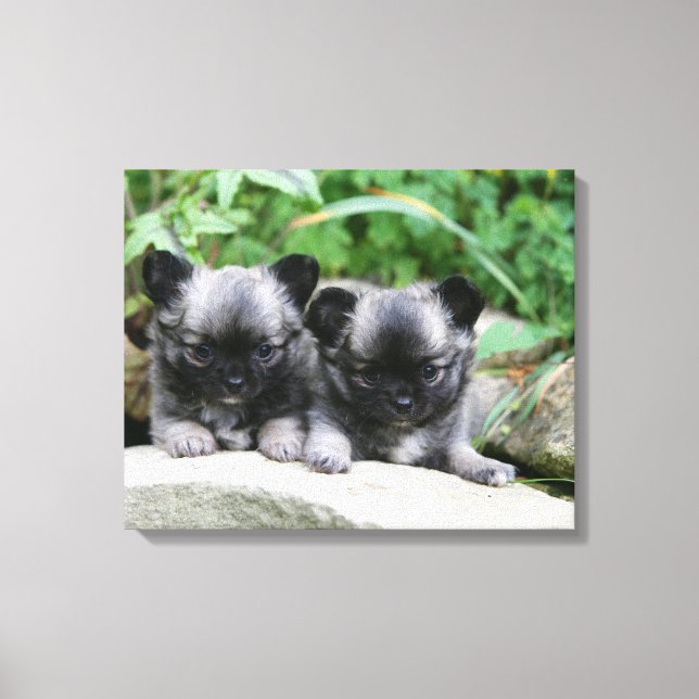 Long Haired Chihuahua Puppies Canvas Print (Front)