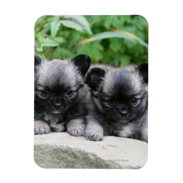 Long Haired Chihuahua Puppies Magnet (Vertical)