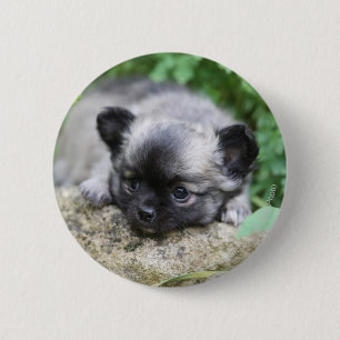 Long Haired Chihuahua Puppy 6 Cm Round Badge