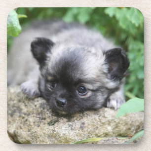 Long Haired Chihuahua Puppy Coaster