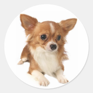 Long Haired Chihuahua Puppy Dog Stickers / Seals