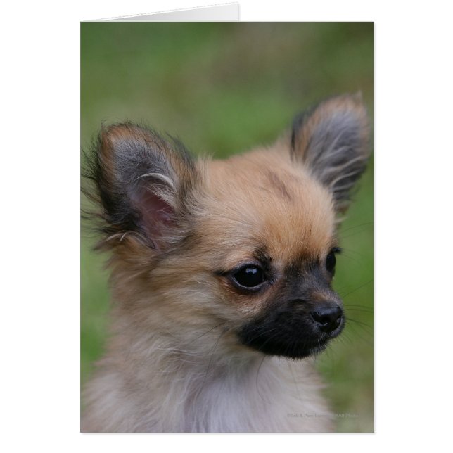 Long Haired Chihuahua Puppy Looking at Camera (Front)