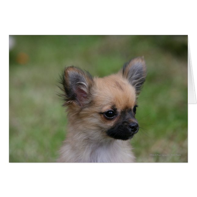 Long Haired Chihuahua Puppy Looking at Camera (Front Horizontal)
