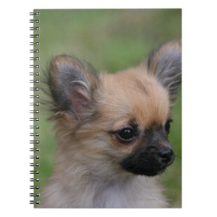 Long Haired Chihuahua Puppy Looking at Camera Notebook