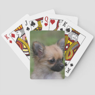 Long Haired Chihuahua Puppy Looking at Camera Playing Cards