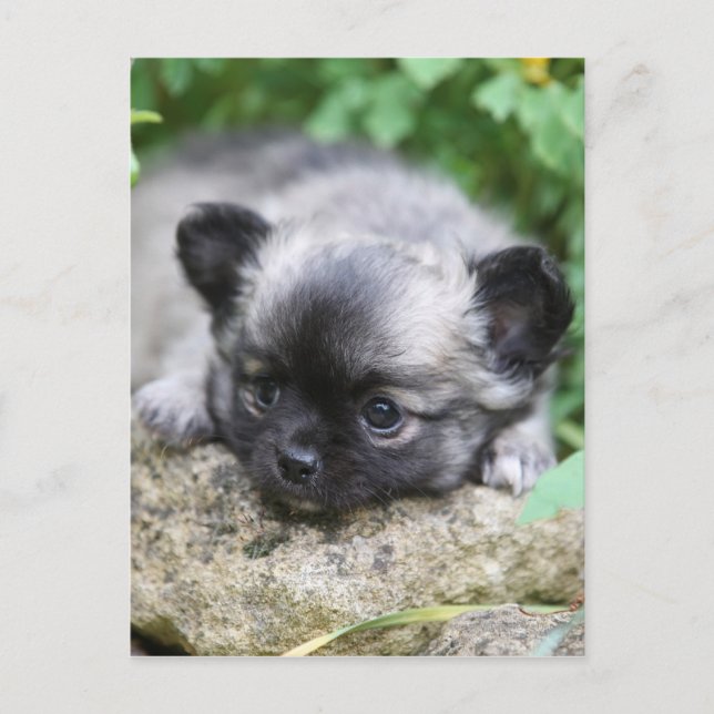 Long Haired Chihuahua Puppy Postcard (Front)
