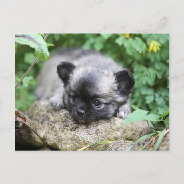 Long Haired Chihuahua Puppy Postcard (Front)