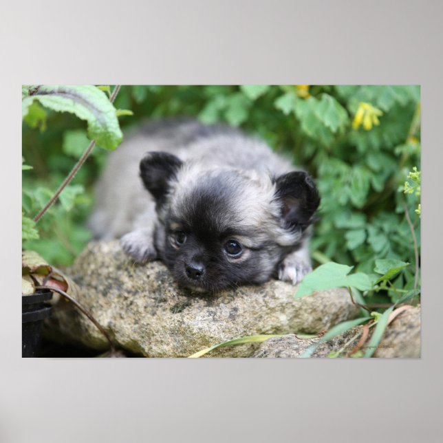 Long Haired Chihuahua Puppy Poster (Front)
