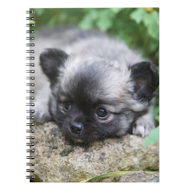 Long Haired Chihuahua Puppy Spiral Notebook (Front)