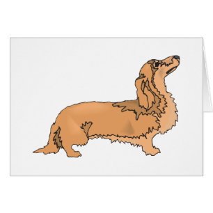 Long Haired Dachshund