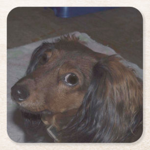 Long-Haired Dachshund Drink Coasters