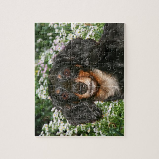 Long haired dachshund jigsaw puzzle (Vertical)