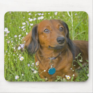 long haired dachshund mouse pad
