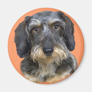 Long Haired Dachshund Portrait Gifts Magnet