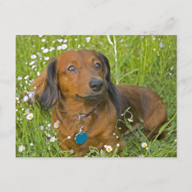long haired dachshund postcard (Front)